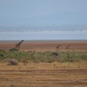  Lake Manyara, TZ